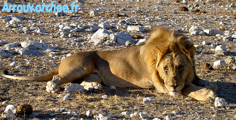 Lion Etosha